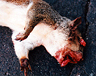 Roadkill art - 2000
