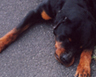 Roadkill art - 2003

