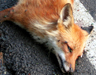 Roadkill art - 2004