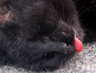 Roadkill art - 2005