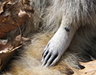 Roadkill art - 2006