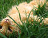 Roadkill art - 2008