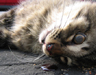 Roadkill art - 2007