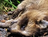 Roadkill art - 2011